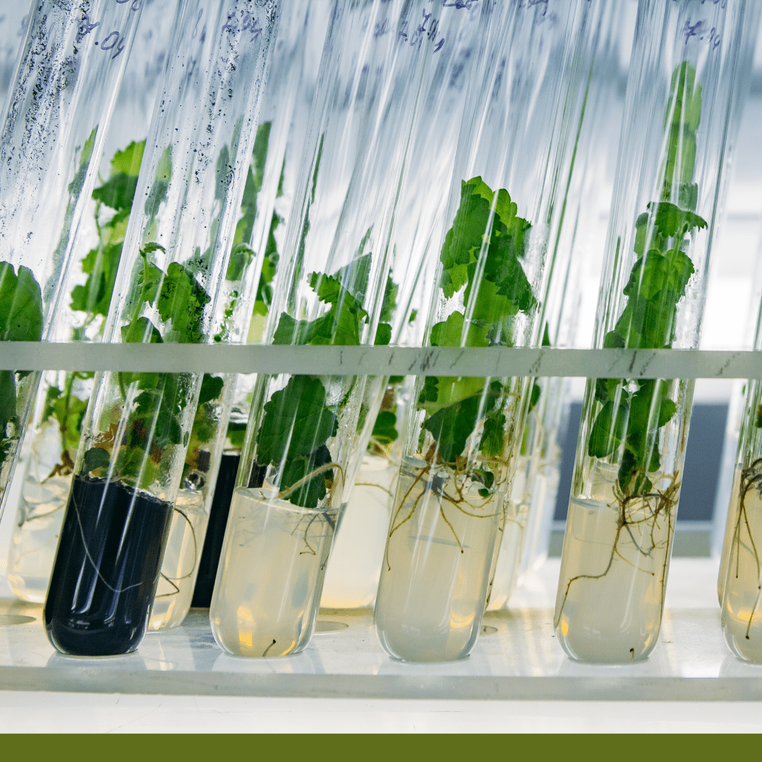 Greentech Acquires the Plant Extraction Activities of Laboratoire Gifrer.